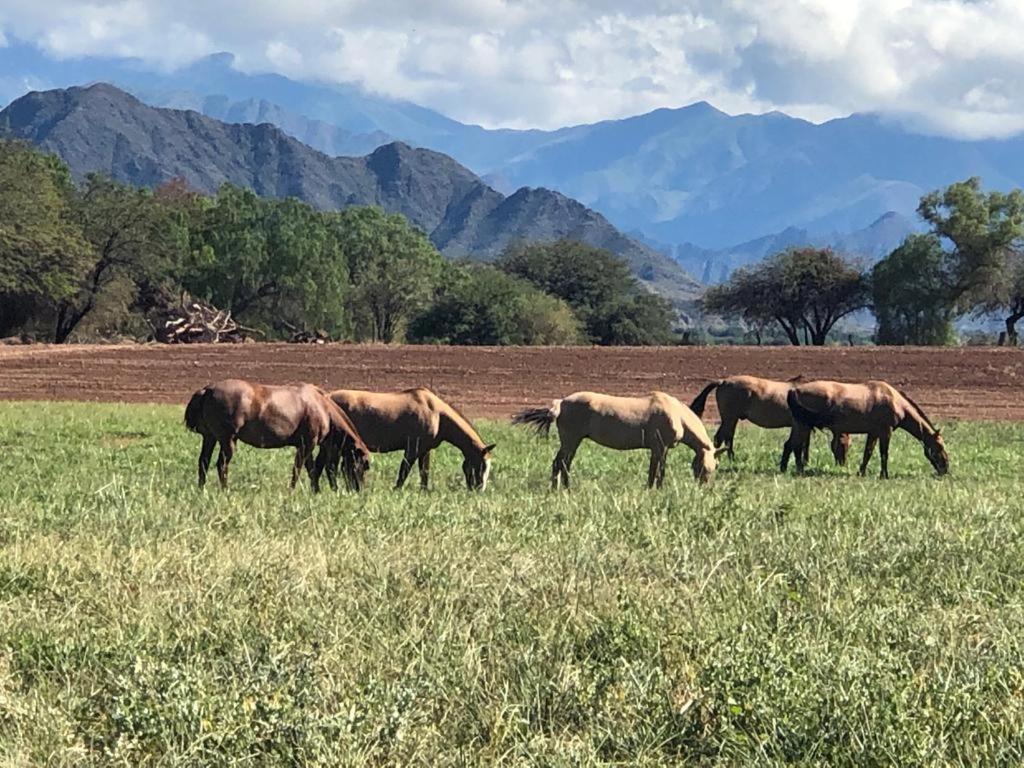 Estancia Banda Grande - Horse & Hiking Safaris Molinos Luaran gambar